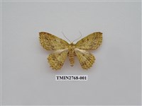 藏品(尺蛾338)的圖片